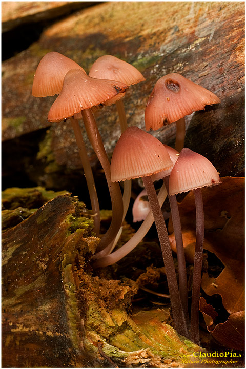 Mycena haematopus  ???