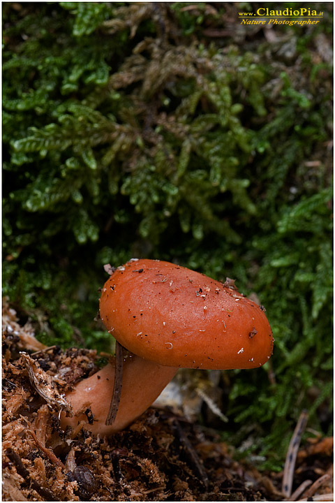 Potrebbe essere una Russula???