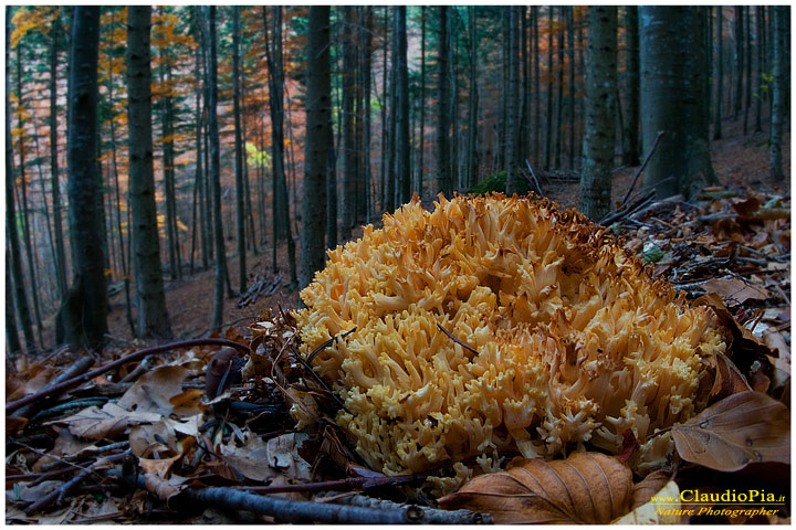 Ramaria aurea???