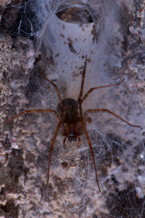 Tegenaria sp.