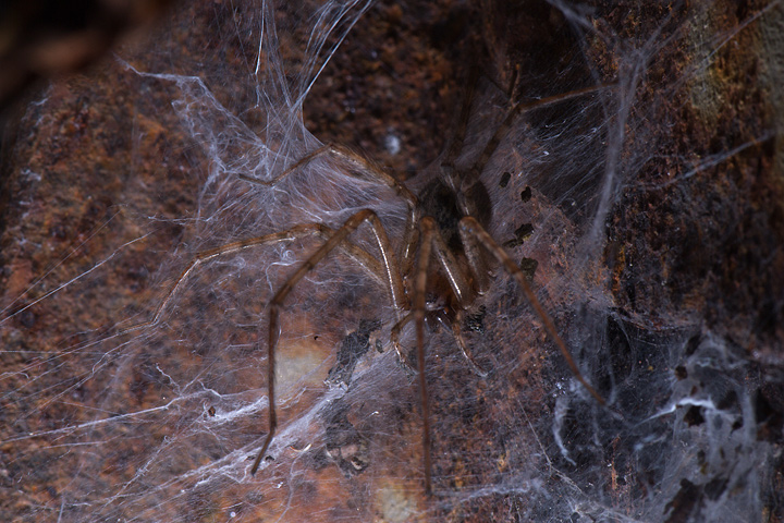 Tegenaria sp.