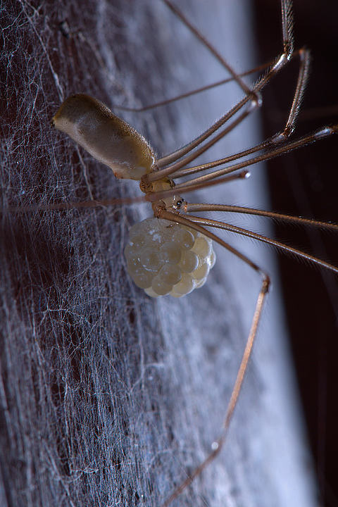 Pholcus phalangioides