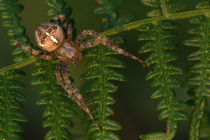 Araneus diadematus