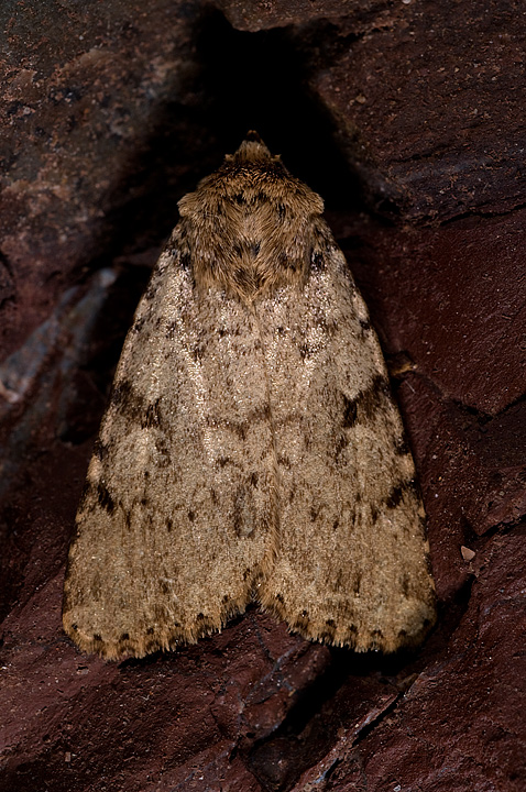 Pyrois effusa