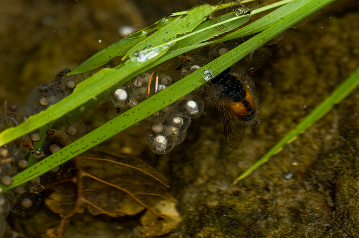 Larva di Bombina pachypus? - di Rana italica