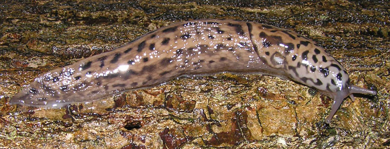 Limax maximus da Laconi (Sardegna (OR))