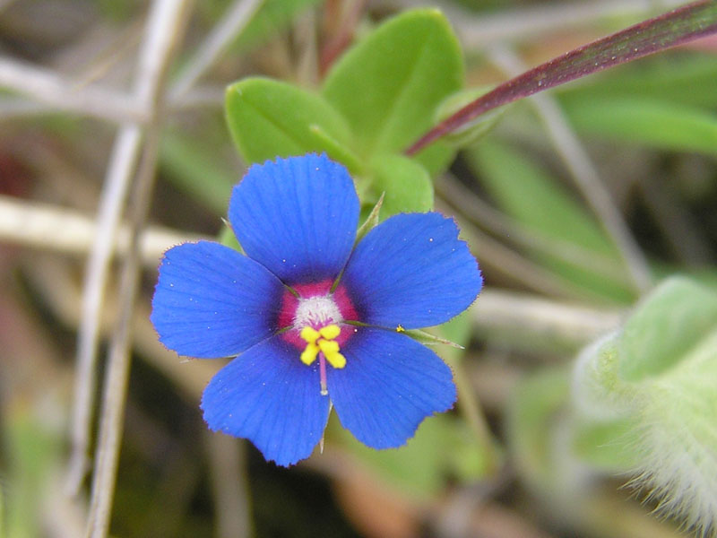 Anagallis arvensis da un prato vic. San Marco in Lamis (FG)