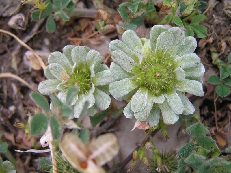 Filago pygmaea (=Evax pygmaea)