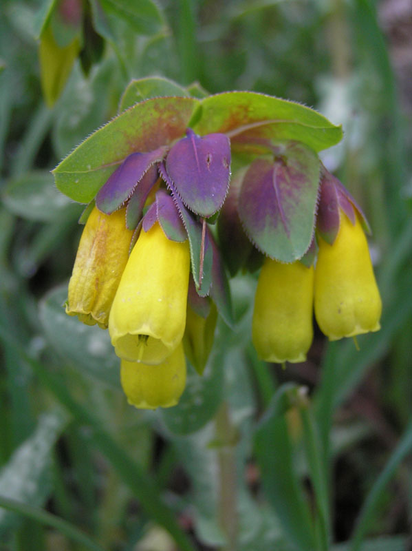 Mai visto: Cerinthe major