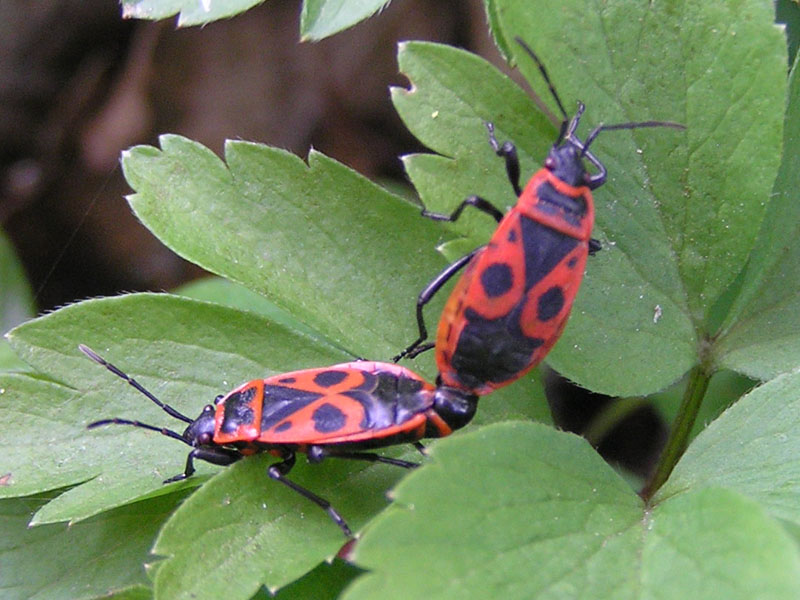 Pyrrhocoris apterus da Durbach (Germania)