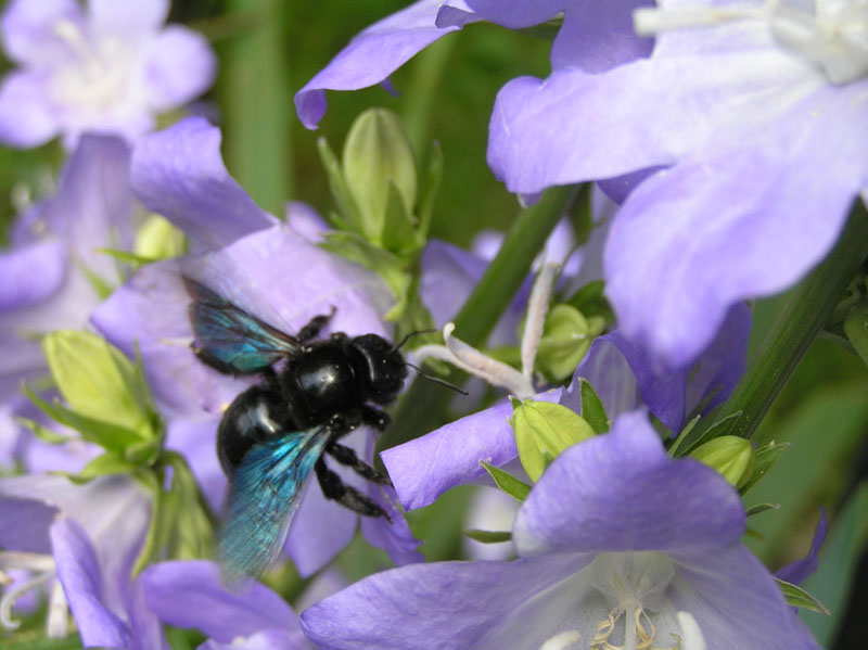 Xylocopa sp. in Germania