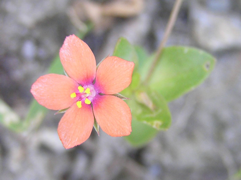 Anagallis arvensis da un prato vic. San Marco in Lamis (FG)