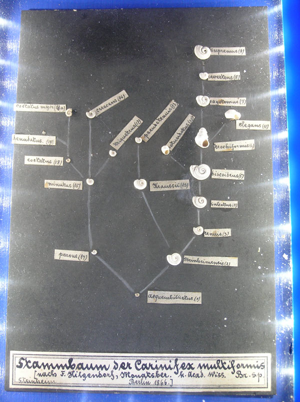 Il primo pedigree (da Franz Martin Hilgendorf) da 1866