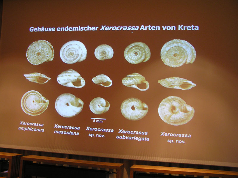 novit sistematiche: Helicellinae di Creta