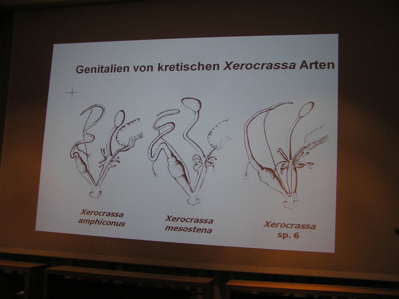 novit sistematiche: Helicellinae di Creta