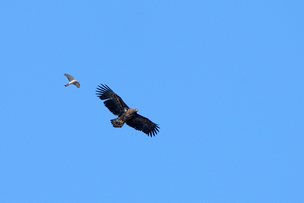 Identificazione rapace...