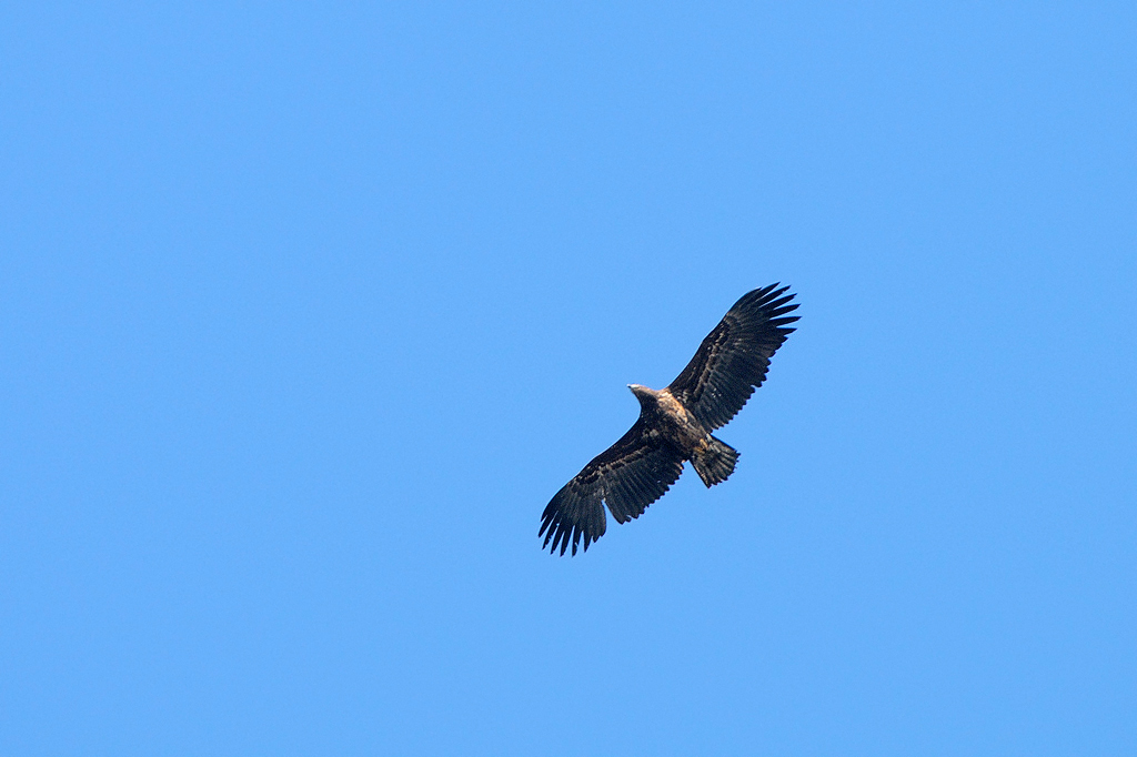 Identificazione rapace...