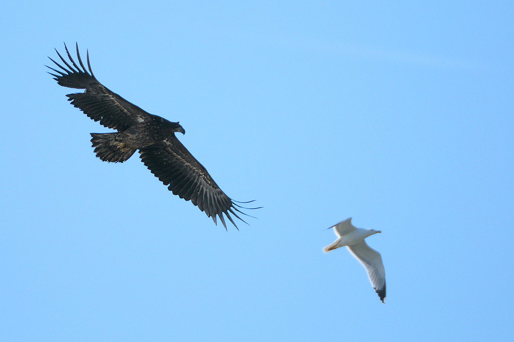 Identificazione rapace...