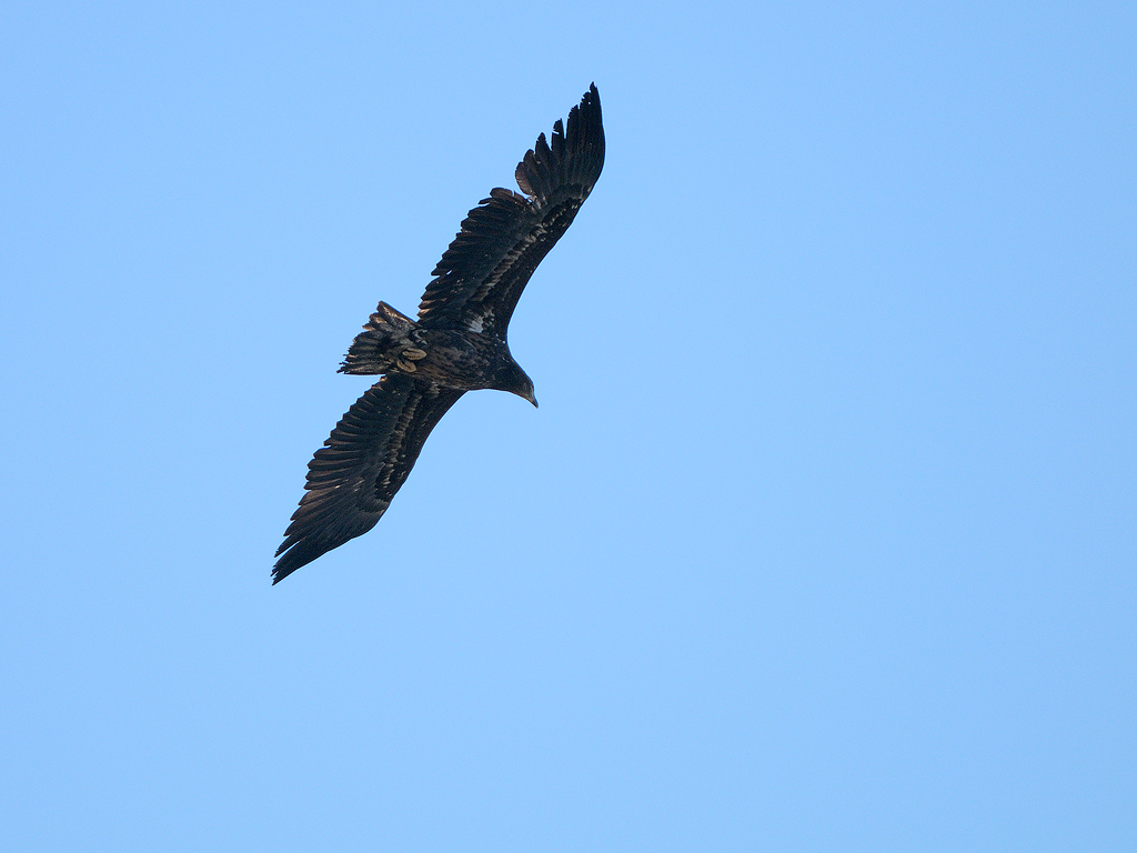 Identificazione rapace...