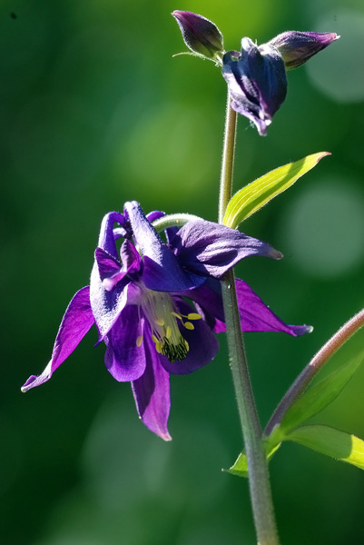 Aquilegia vulgaris o atrata?