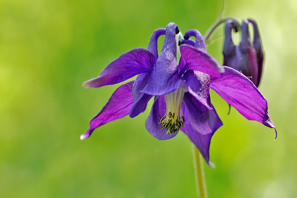 Aquilegia vulgaris o atrata?