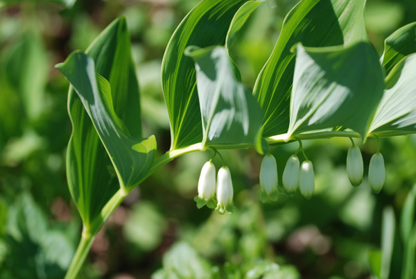 Polygonatum odoratum