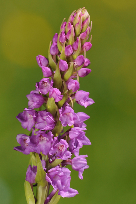 Grazie.............. (Gymnadenia conopsea)