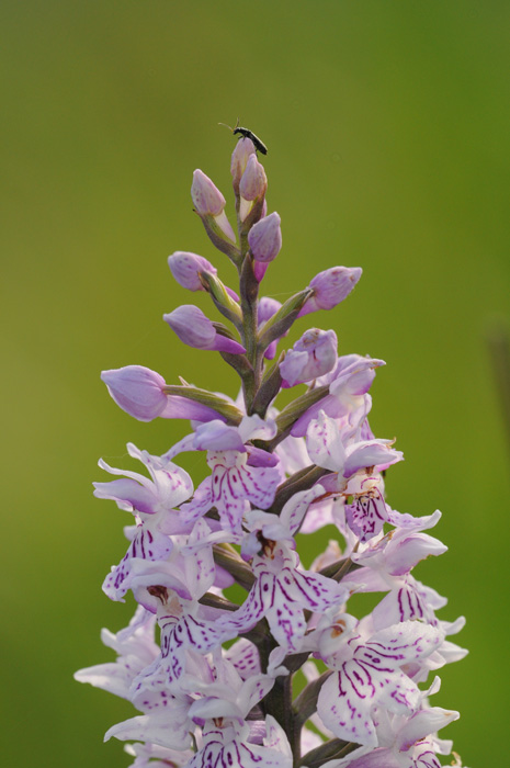 Dactylorhiza ....??????