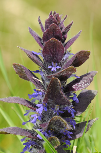 Ajuga pyramidalis