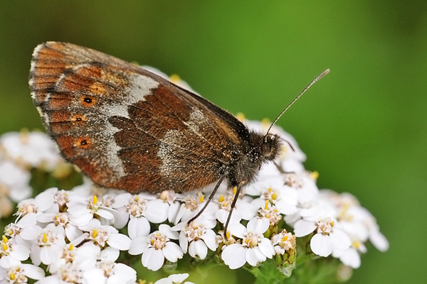 ALTRA SCONOSCIUTA.............!!!! - Erebia euryale