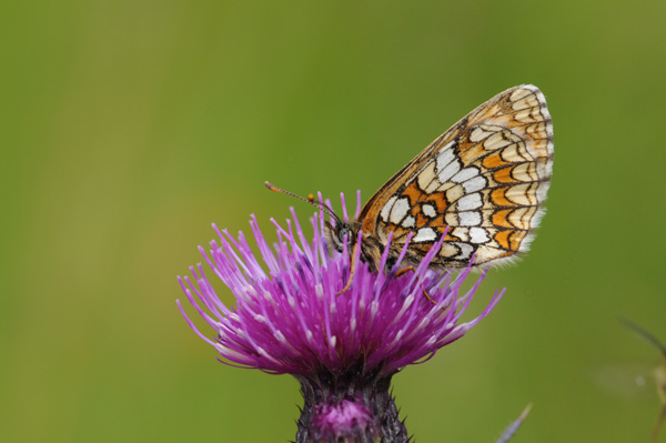 Argynnis niobe ........????