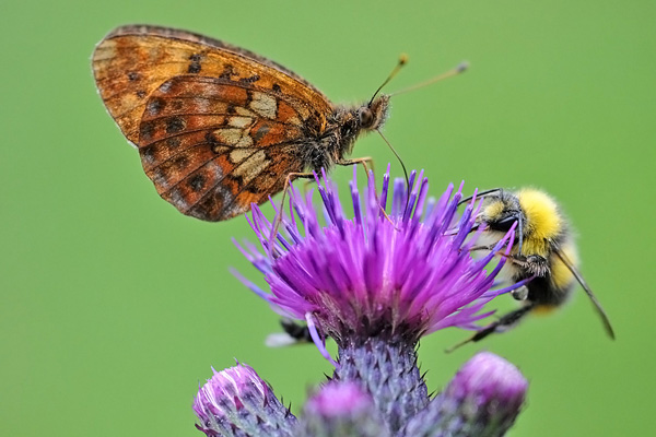 CREDEVO FOSSE... melitaea-britomartis