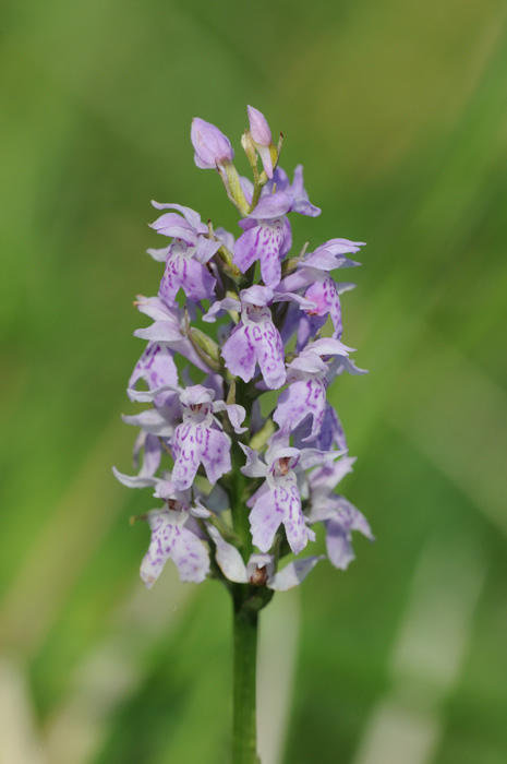 Dactylorhiza ....??????