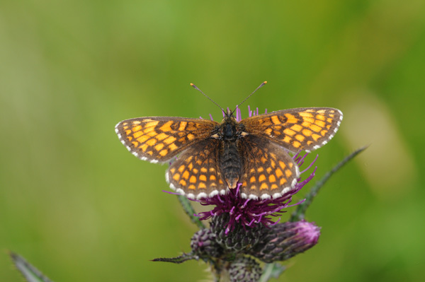 Argynnis niobe ........????