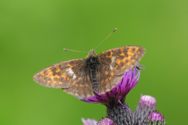 CREDEVO FOSSE... melitaea-britomartis