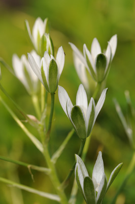 Ornithogalum umbellatum