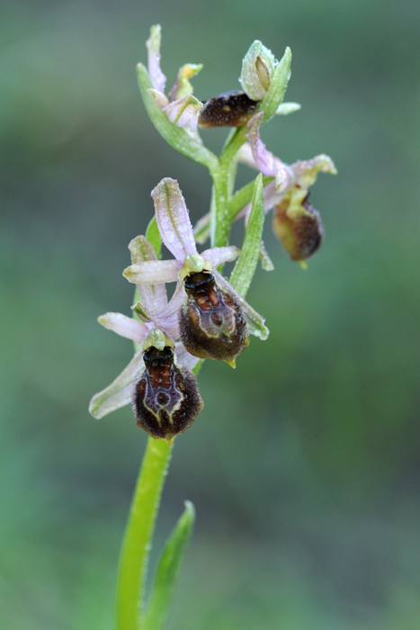 Ophrys sphegodes............???