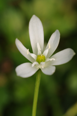 Ornithogalum umbellatum