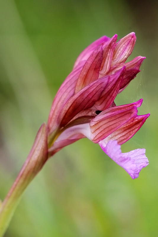 Orchis papilionacea