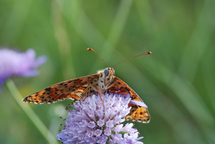 Argynnis Paphia..??