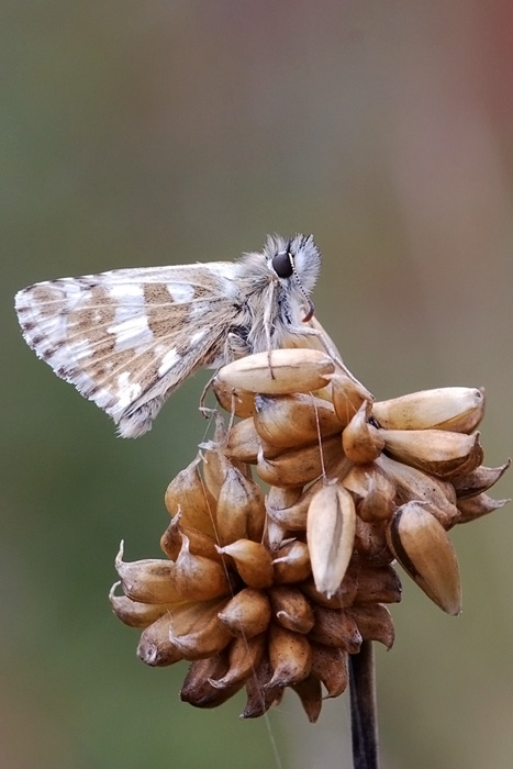 ??Hesperidae??