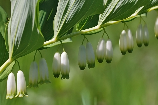 Polygonatum odoratum