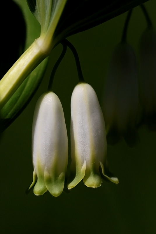 Polygonatum odoratum