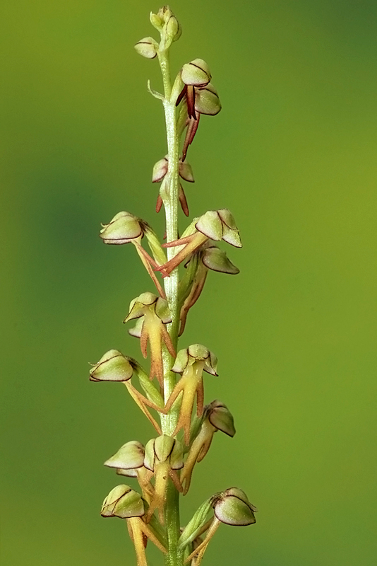 Orchis anthropophora (=Aceras anthropophorum)