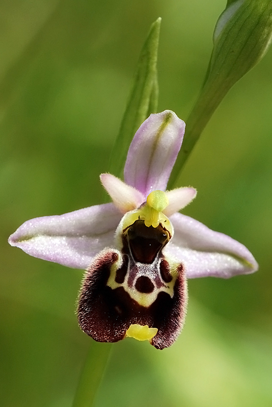 Ophrys apifera