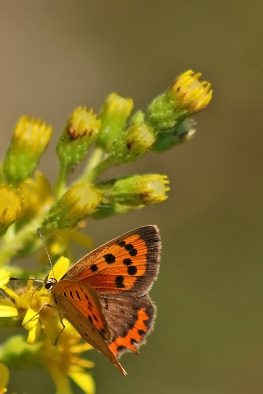 Lycaena phlaeas