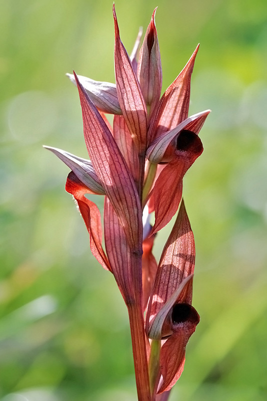 Serapias vomeracea