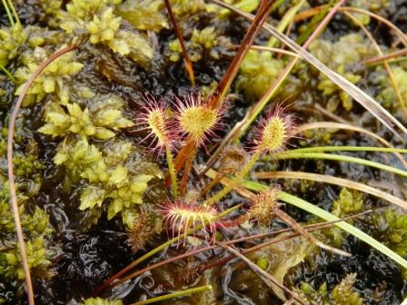 Cladonia floerkeana e quale drosera