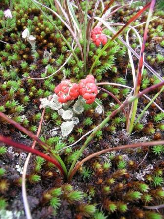 Cladonia floerkeana e quale drosera