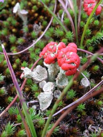 Cladonia quale?